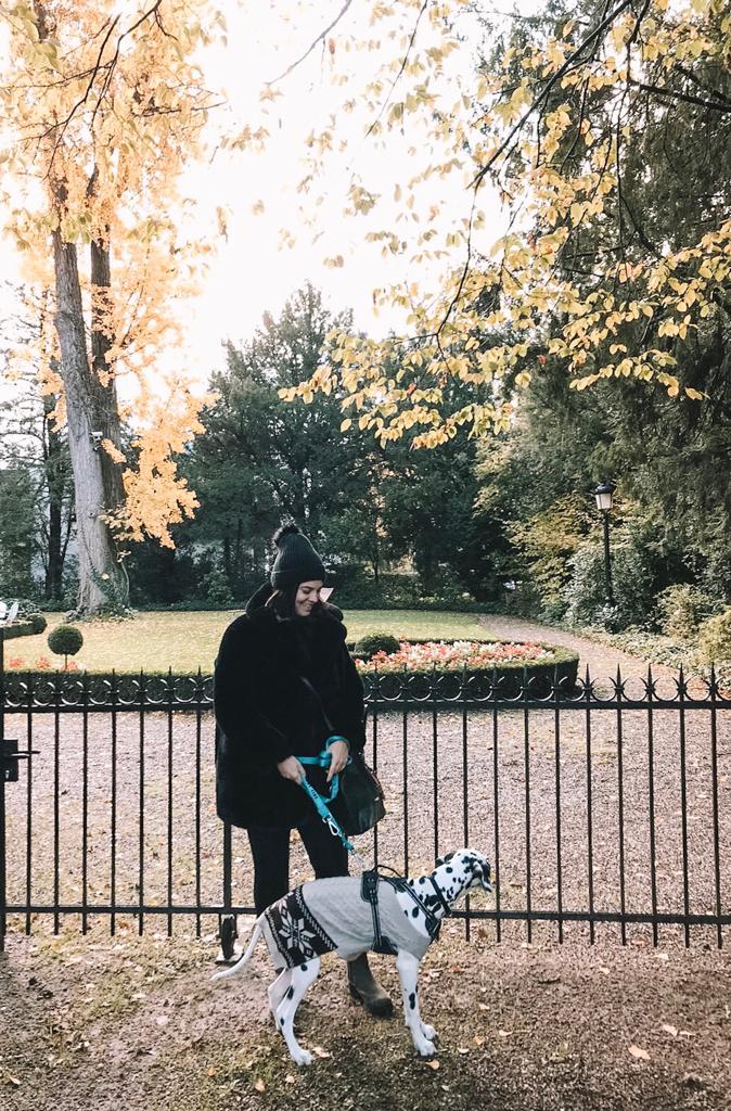 como viajar de carro com o seu cachorro