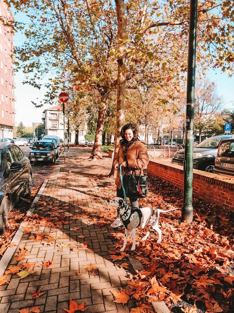 como-viajar-de-carro-com-o-seu-cachorro-22