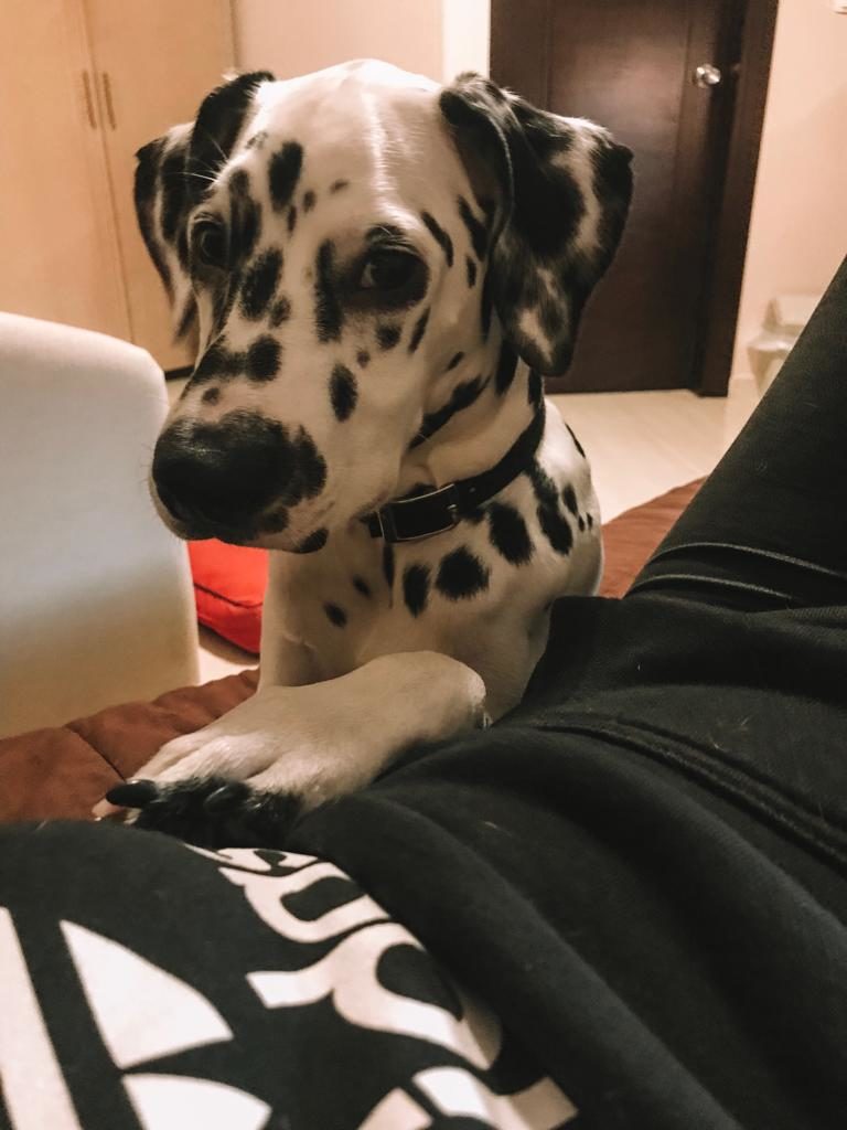 Como viajar de carro com o seu cachorro