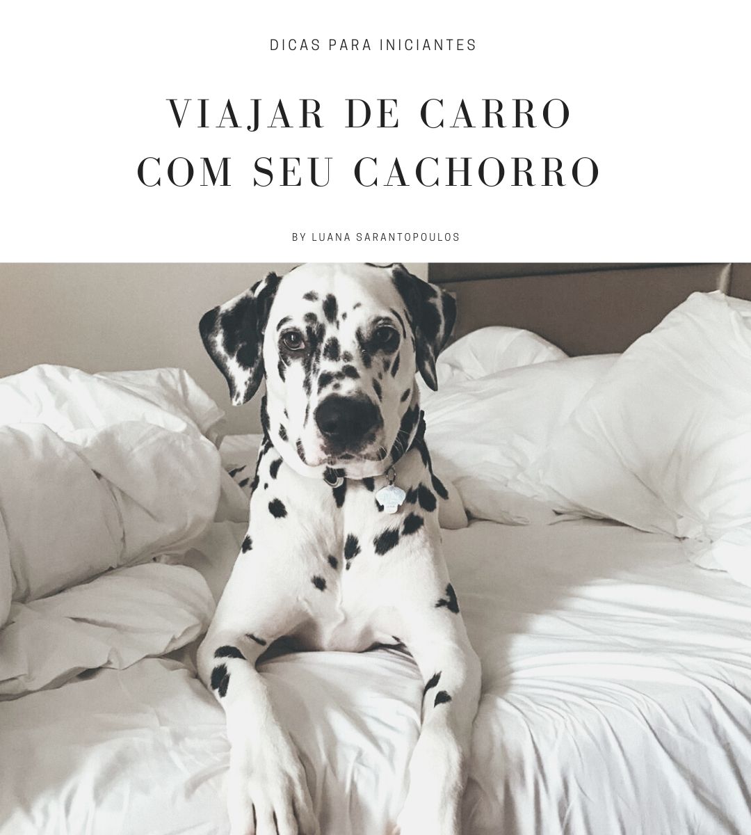 Como viajar de carro com seu cachorro: dicas para iniciantes