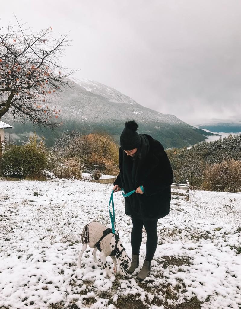 Como viajar de carro com o seu cachorro