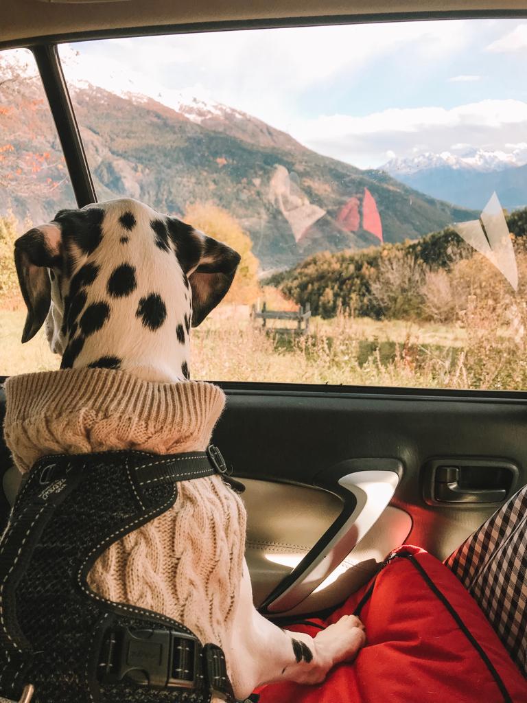 como viajar de carro com o seu cachorro